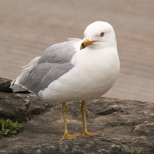 goeland.jpg