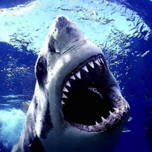 great20white20shark202.jpg