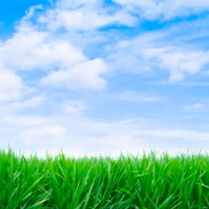 green-grass-blue-sky.jpg