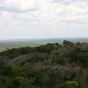 guatemala_forest_rharrison_wc.jpg