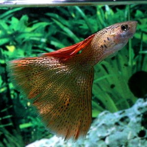 guppy6.jpg