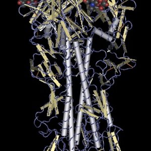 hemagglutinin_molecule.jpg