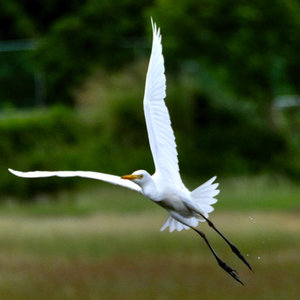 heron.jpg