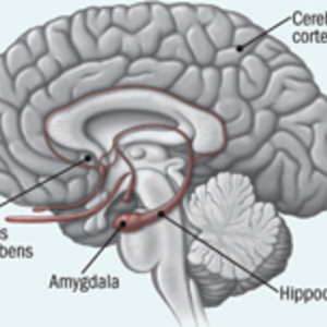 hippocampus-accumbens.jpg