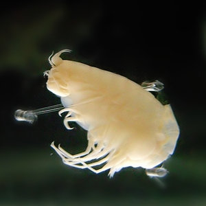 hirondellea_gigas.jpg