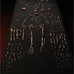 homo_naledi_2.jpg