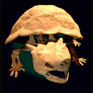 horned_giant_turtle.jpg