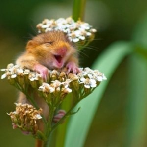 hotspot_laughing_dormouse_002.jpg