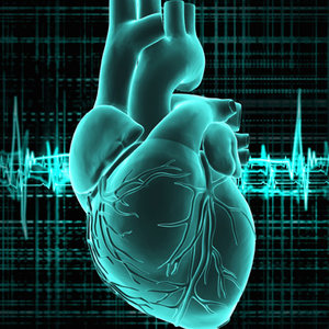 human-heart-400x540.jpg