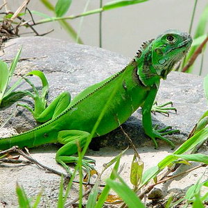 iguana.jpg