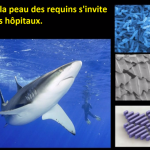 image_requi_billet_biomimetisme.png