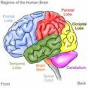 images_cerveau.jpg