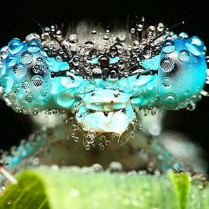 insecte-gouttelettes-eau.jpg