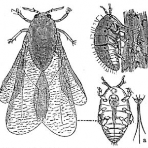 insecte_foret.png