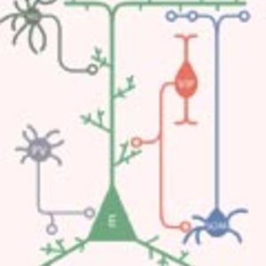 interneurones.jpg
