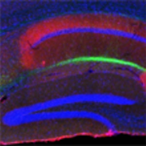 island-cells.jpg
