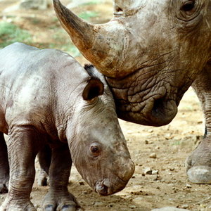 javan_rhino.jpg