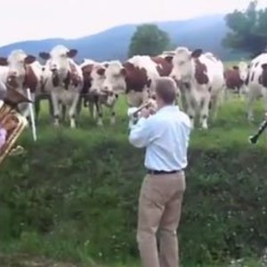 jazz-for-cows.jpg