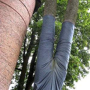 jeans_arbre_bjornwireen_wc.jpg