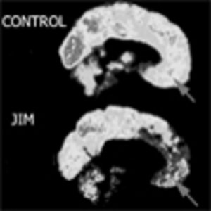 jim.jpg