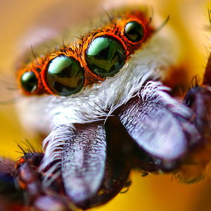 jumping-spider-eyes-flickr-thomas-shahan.jpg