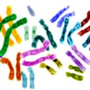 karyotype-petit.jpg