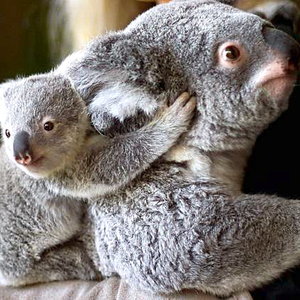 koalaandbaby.jpg