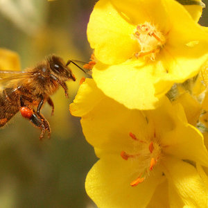 les_abeilles_en_ville_oui_mais_2_credit_akial.jpg