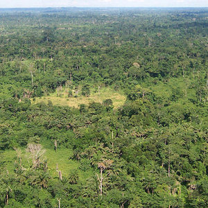 liberia_tropical_forest_usaid_wikicom.jpg