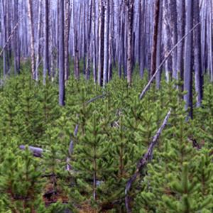 lodgepole_pine_yellowstone_1998_near_firehole-full.jpg