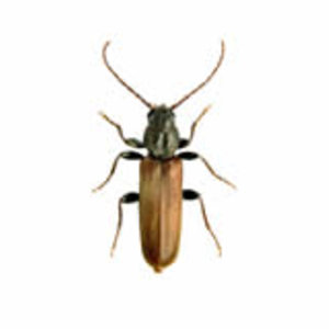 longicorne.jpg