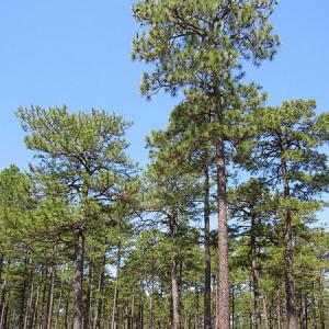 longleafpineforest_chrism_wikcom.jpg