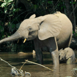 loxodontacyclotis-credit-thomas_breuer-wikicommons.jpg