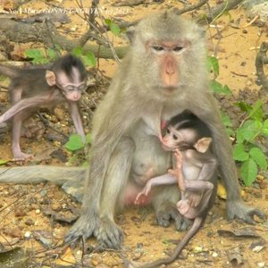 macaques.jpg