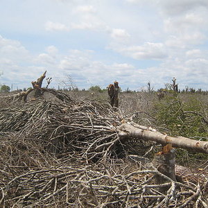 madagascar_forest_destruction_wc.jpg
