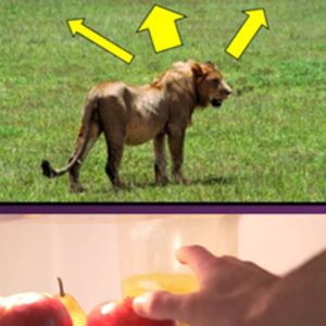 main_-_zebre.jpg