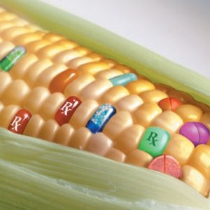 mais-ogm.jpg