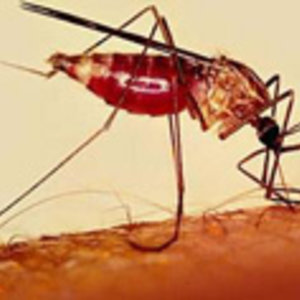 malaria2.jpg