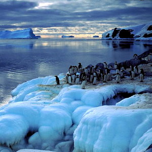 manchots_adelie_et_ocean_austral.jpg