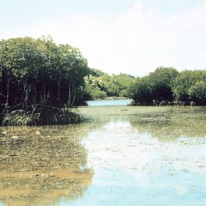 mangrove.jpg