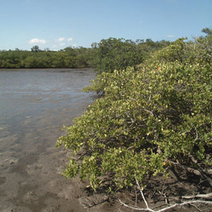mangroves_florida_fredj_wc.jpg