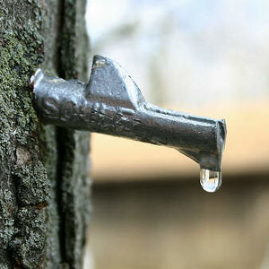 maple-diy-1.jpg