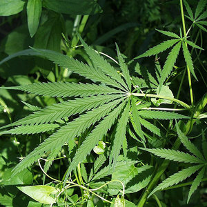 marijuana.jpg
