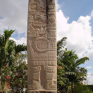 maya_strongilocentrotus_wc.jpg