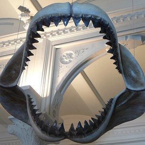megalodon.jpg