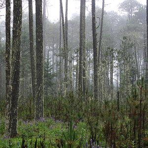mexico_forest_prsjl_wc.jpg