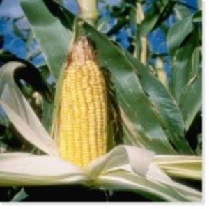 mn_agri006.jpg