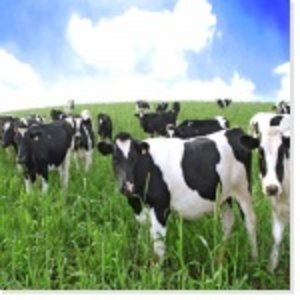 mn_vaches_4.jpg