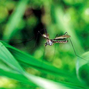 mosquito2.jpg