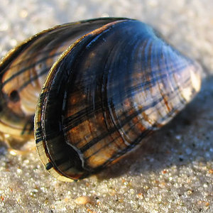 moule_bleue_mytilus_edulis.jpg